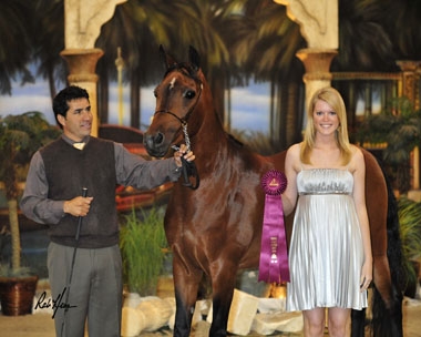 El Rashiid MA Halter